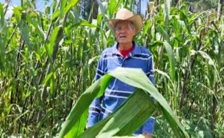 Pobreza extrema en el campo; Oaxaca encabeza la crisis de jornaleros agrícolas