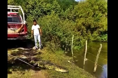 Video. Atrapan a cocodrilo de tres metros en Altamira