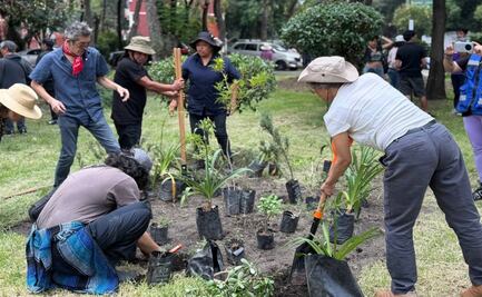Reforestan Plaza Pentathlón; plantan árboles y jardines polinizadores en la Roma Sur