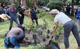 Reforestan Plaza Pentathlón; plantan árboles y jardines polinizadores en la Roma Sur