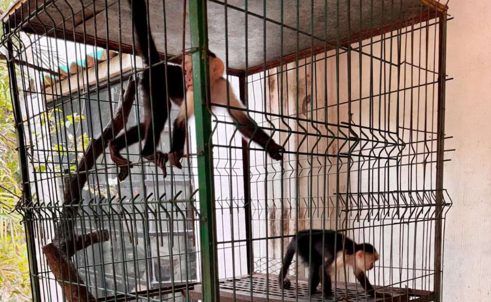 Profepa rescata 75 animales del maltrato y hacinamiento en Veracruz. Foto: Especial