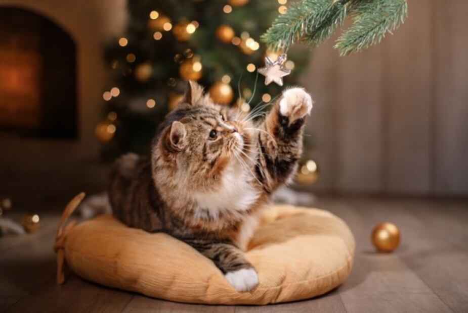 Te decimos cómo tomar las mejores fotos de tu mascota