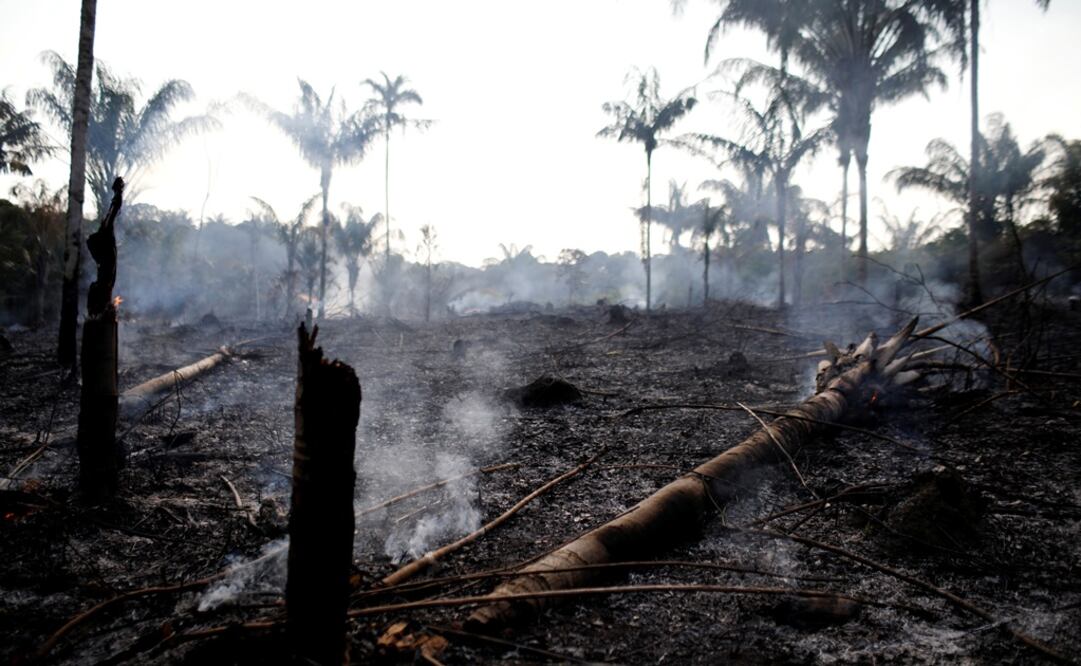 A charred trunk is seen on a tract of Amazon jungle that was recently burned by loggers and farmers in Iranduba, Amazonas state, Brazil - Photo: Bruno Kelly/REUTERS