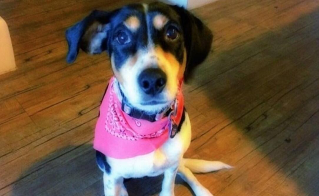 Mika, la perrita extraviada, lo más viral