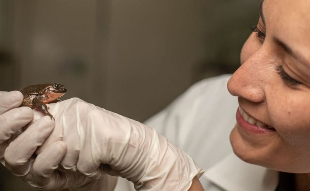 Teresa Camacho Badani muestra a Julieta, que tiene una personalidad muy diferente a la de Romeo / Robin Moore, Global Wildlife Conservation