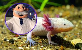 ¡Un AjoloSimi!; botarga de Dr Simi con cabeza de ajolote se vuelve viral en redes sociales; así luce