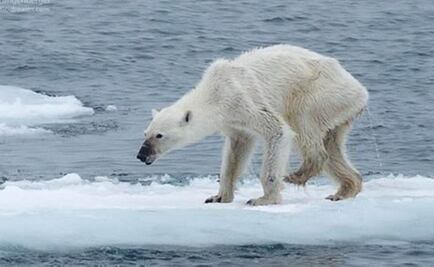 Impacta en redes fotografía de oso polar desnutrido
