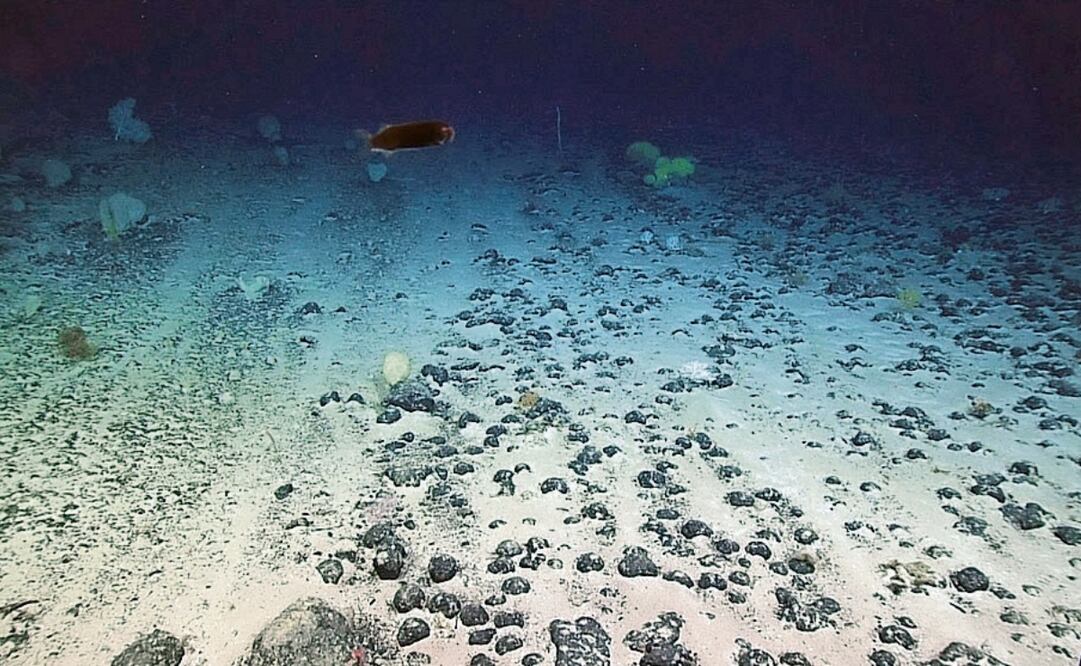 Nódulos polimetálicos en un fondo marino. Foto: Especial