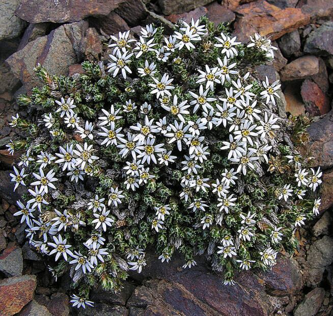 La pupusa, planta medicinal andina, forma parte de la herbolaria tradicional en Sudamérica. Foto: Wikimedia Commons