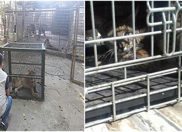 Entregan a león africano y liberan a lince en Sinaloa