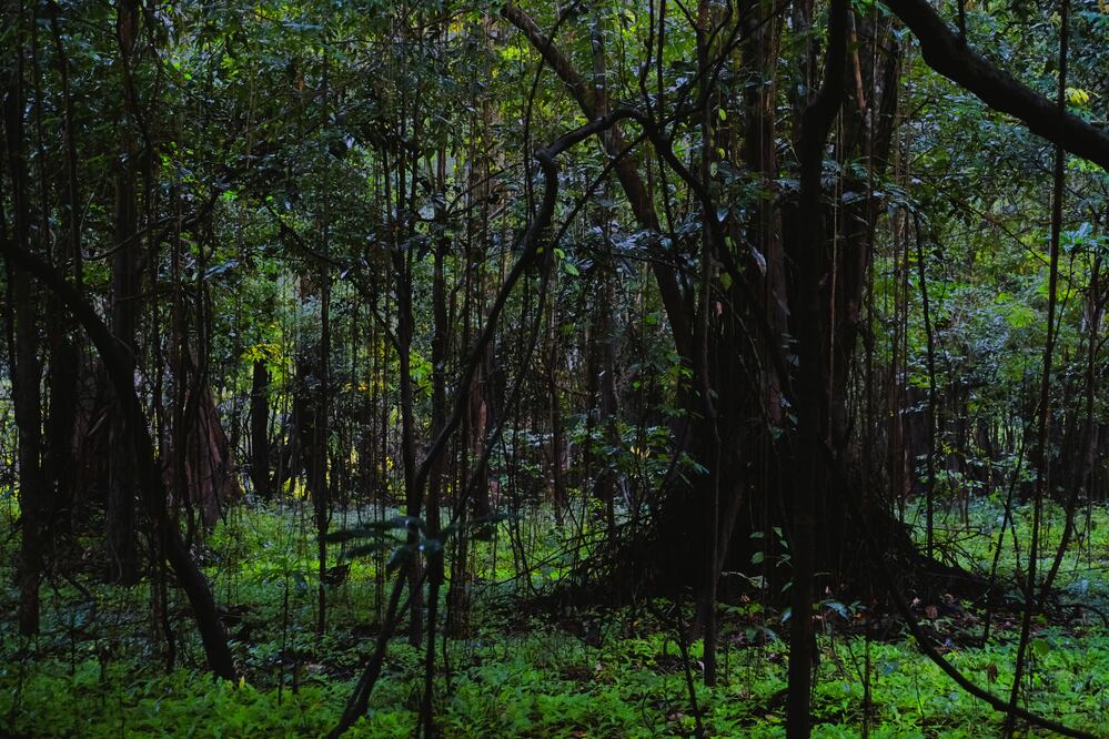 Mamirauá, con su densa selva, es uno de los lugares mejor preservados en el Amazonas. (Foto: Emilio Lezama)