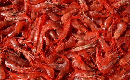 Mexico is the 7th largest shrimp producer in the world