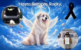 Muere Rocky, el perro de 14 años que fue arrastrado por una camioneta en Saltillo; dueña se encuentra detenida