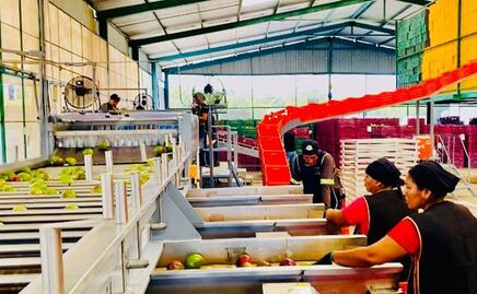 Exportaciones de mango oaxaqueño, en riesgo ante amenaza arancelaria de Trump; ven a Japón y la Unión Europea como mercados alternativos