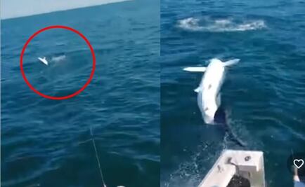 Tiburón de 2 metros salta a un yate y desata pánico entre los tripulantes