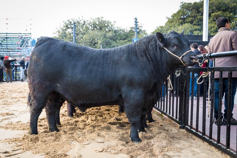 Un joven toro fue bautizado como Mbappé en Argentina (Foto: EFE)
