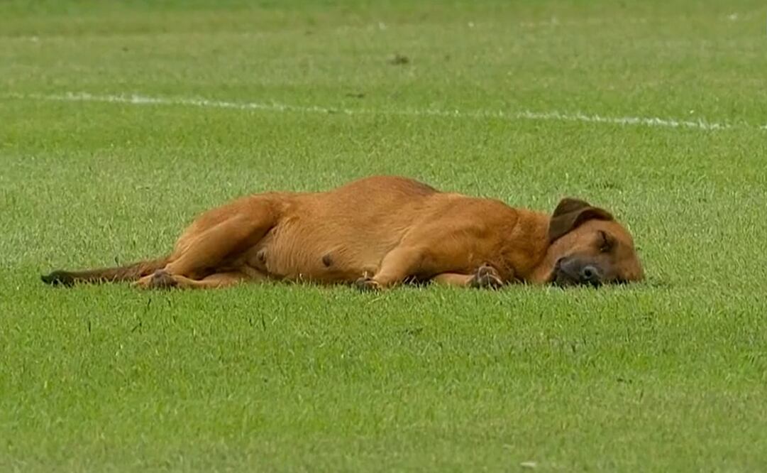Perrita dormida en un partido de Paraguay - FOTO: Especial