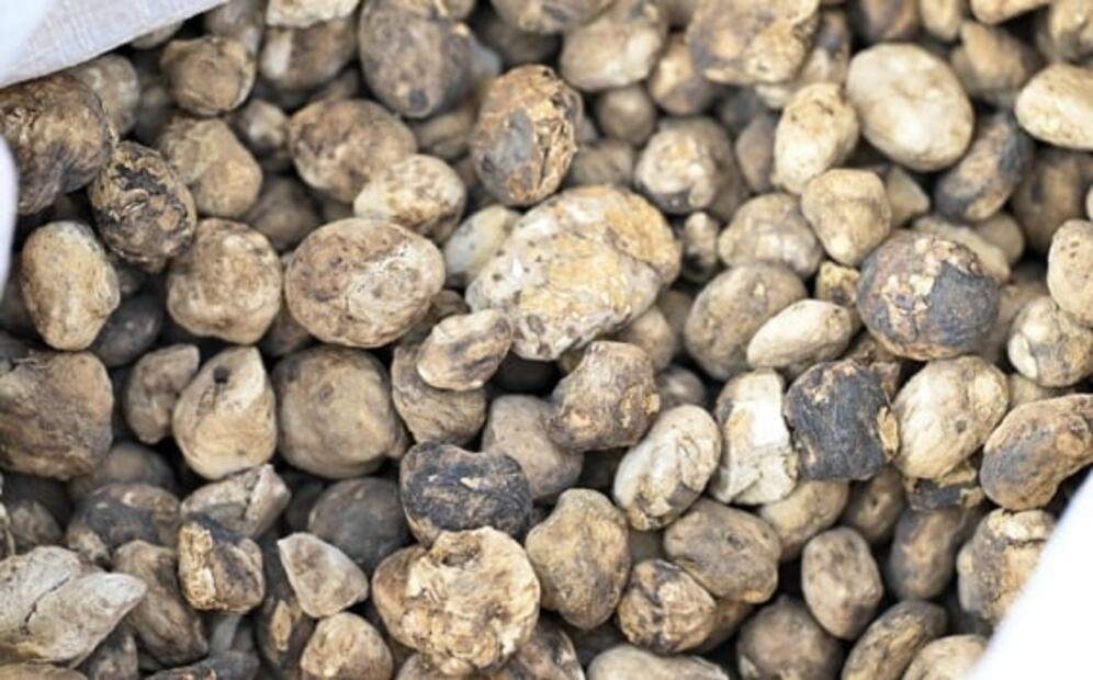 El chuño, el método ancestral para conservar las papas por 20 años