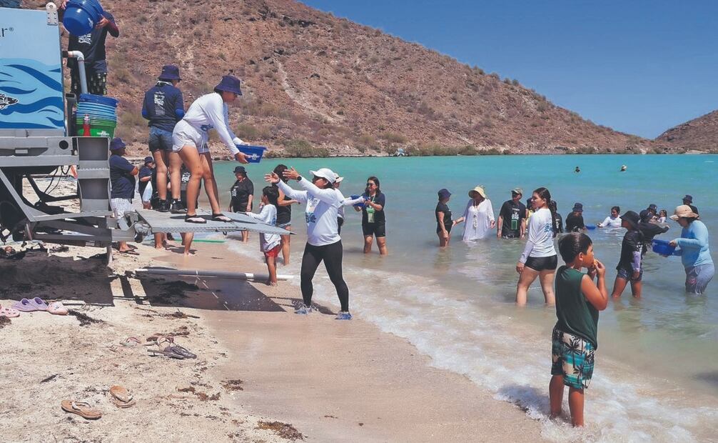 Durante la liberación en Mulegé, autoridades informaron que el esquema de conservación de la totoaba resultó exitoso en México, suman 9 Unidades de Manejo su conservación en BC. Foto Especial