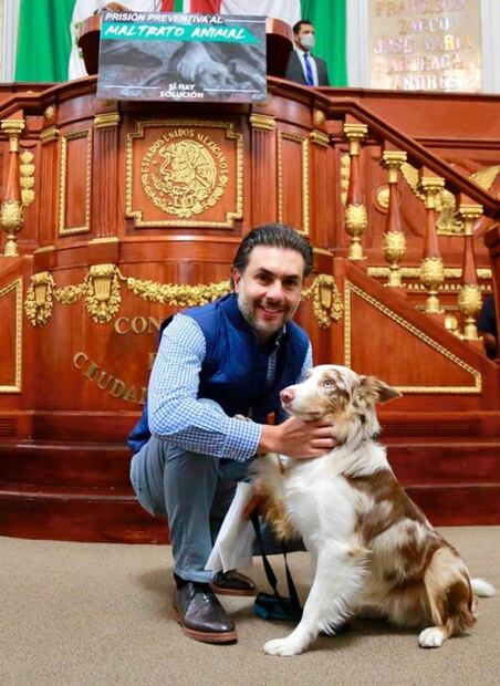 Buscan endurecer penas contra maltrato animal con hasta 18 años de cárcel en CDMX