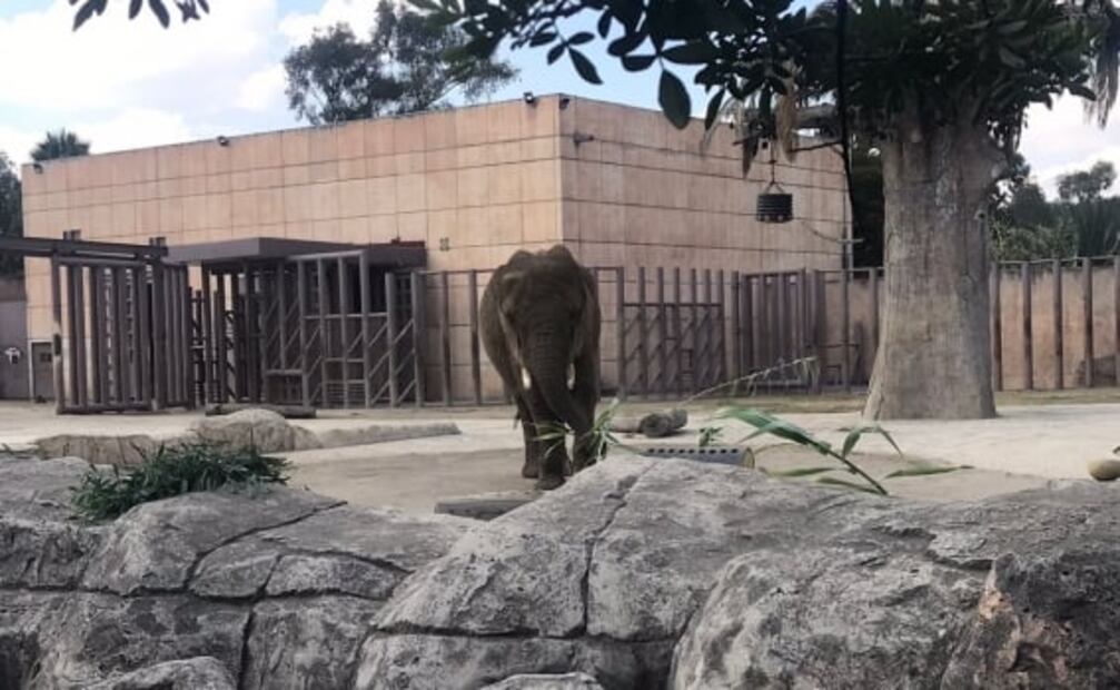 En el Zoológico de San Juan de Aragón se invirtieron más de 26 mdp para mejoras: Sheinbaum
