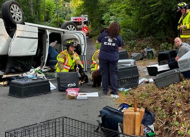 Camioneta en donde viajaban 14 cachorros choca contra un poste en Connecticut, hay varios lomitos heridos