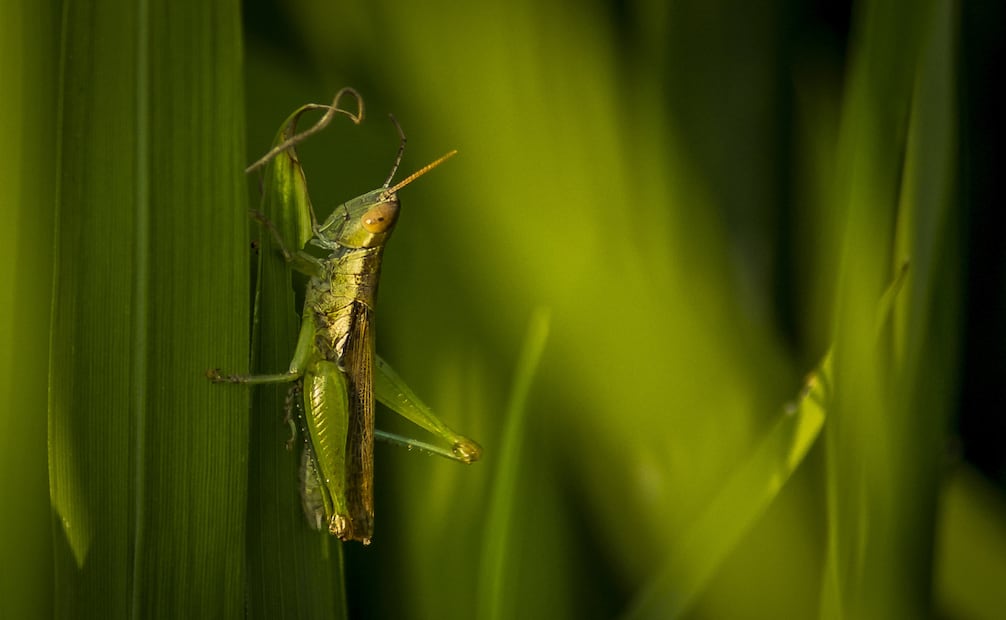 En México, este insecto es mejor conocido como chapulín, aunque también pueden llamarse saltamontes. Foto: Canva