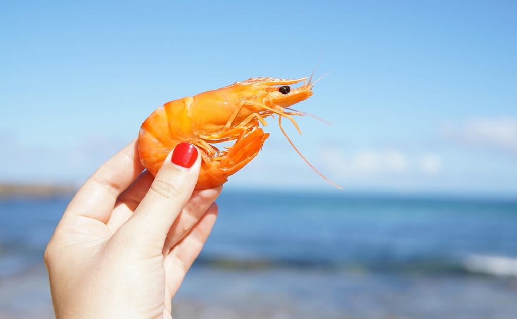 ¿Cuánto duran los camarones en buen estado? Foto: Pexels