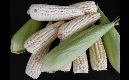 Impuestos a exportación de maíz incumplen compromisos de México con socios comerciales, señala el IMCO