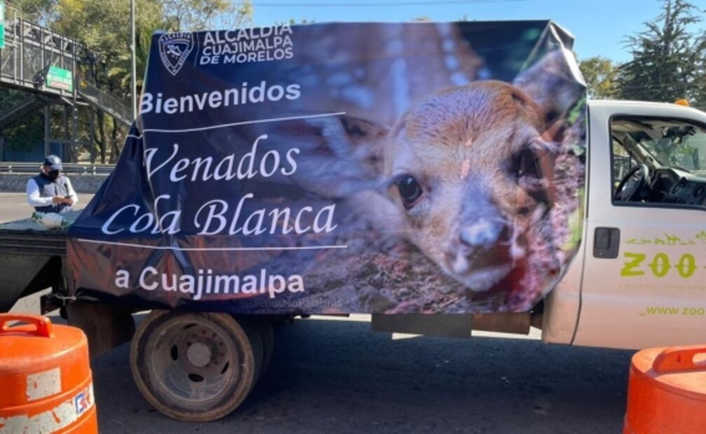 Dan la bienvenida a 14 venados cola blanca en Cuajimalpa 