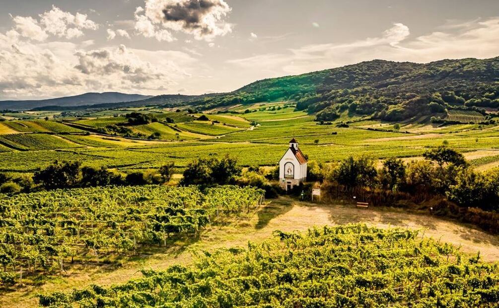 Vino austriaco. Foto: Austrian Wine