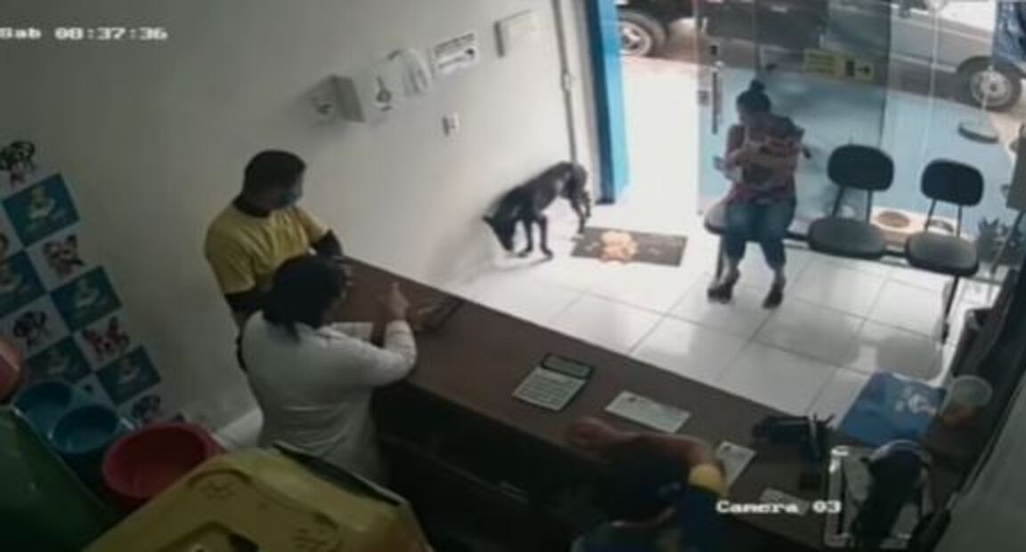 Lomito conmueve en la red tras pedir ayuda en una veterinaria luego de sufrir un accidente
