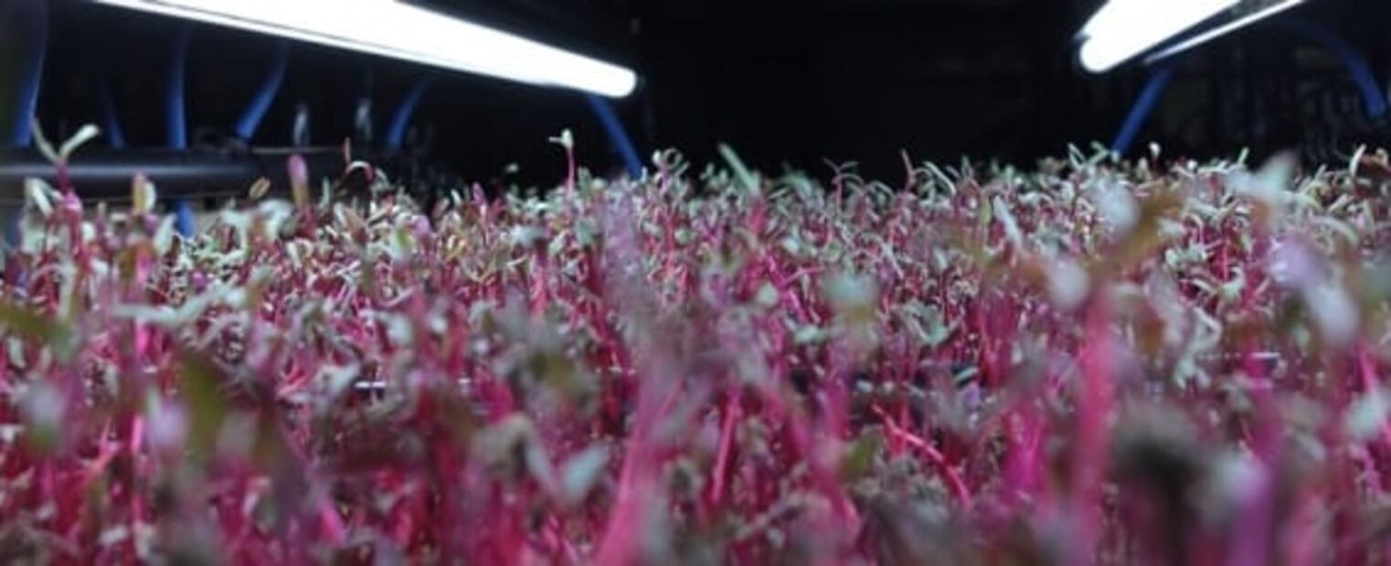Conoce los beneficios de comer germinados
