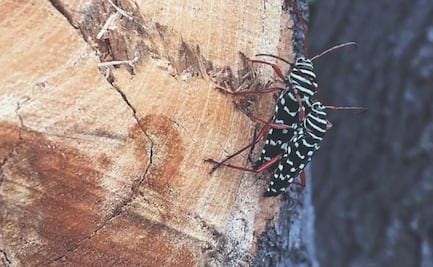 Escarabajo ambrosia del laurel rojo: un insecto difícil de detectar
