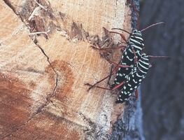 Escarabajo ambrosia del laurel rojo: un insecto difícil de detectar
