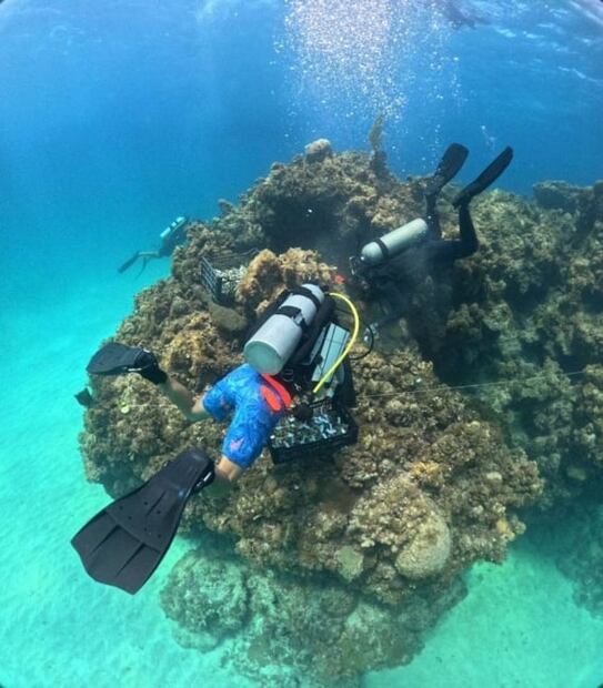 Con biotecnología, por primera vez, hacen restauración en arrecife de Cozumel