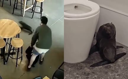 VIDEO: ¡Cliente inesperado! Foca entra "tambaleándose" en un bar en Nueva Zelanda