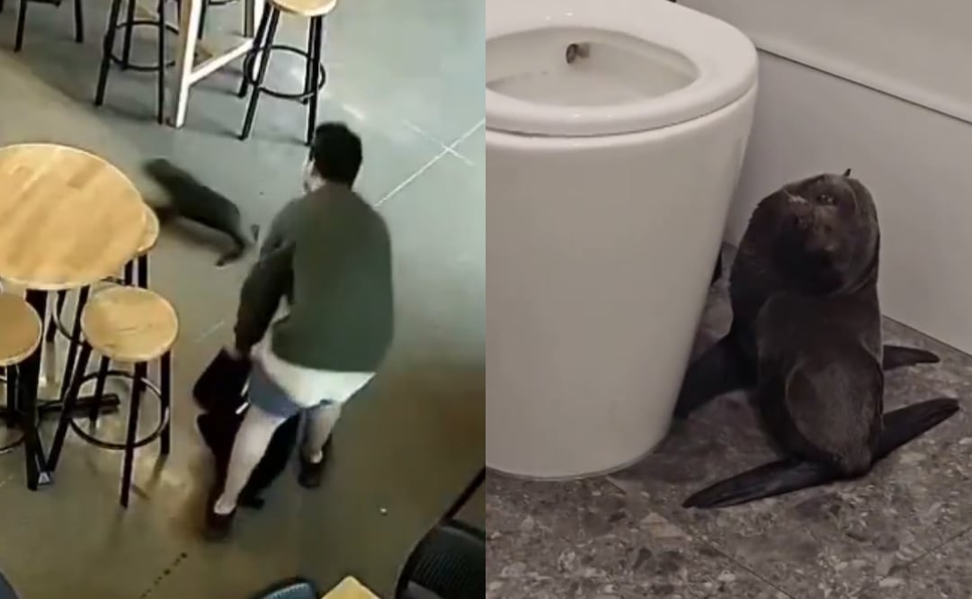 Una cría de foca, aparentemente perdida, entró "tambaleándose" en un bar. Foto: Captura de video X @AP