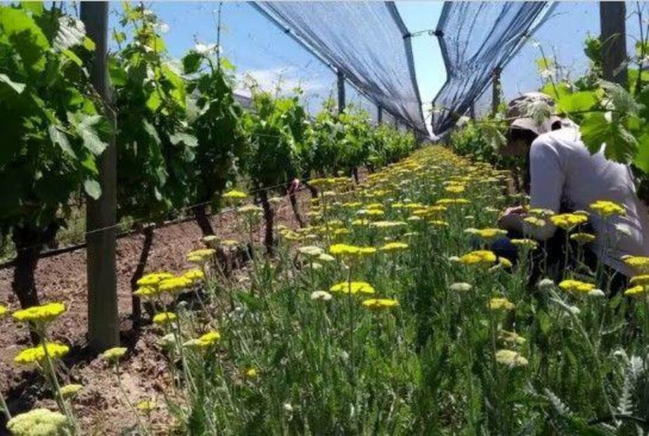 Científicos descubren nueva especie de roedor en Argentina. Fuente: Instagram @bodegaargento