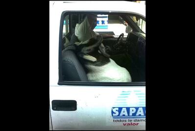 Filtran imagen de una cabra a bordo de un vehículo oficial