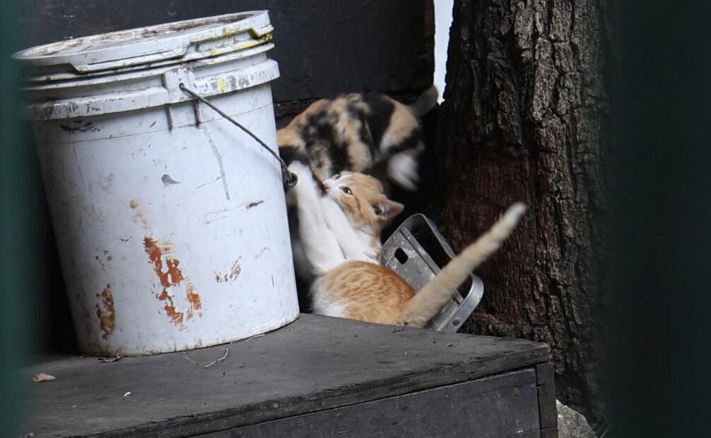 La labor que ha desarrollado la activista se ha visto obstaculizada tras el cambio de dirección administrativa dentro del museo. Foto: Iván Chávez / EL UNIVERSAL
