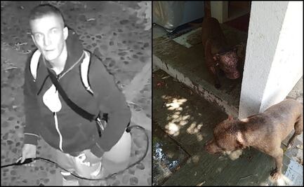 Sujeto rocía ácido a dos lomitos en Oaxaca; dueños piden ayuda para encontrar al atacante