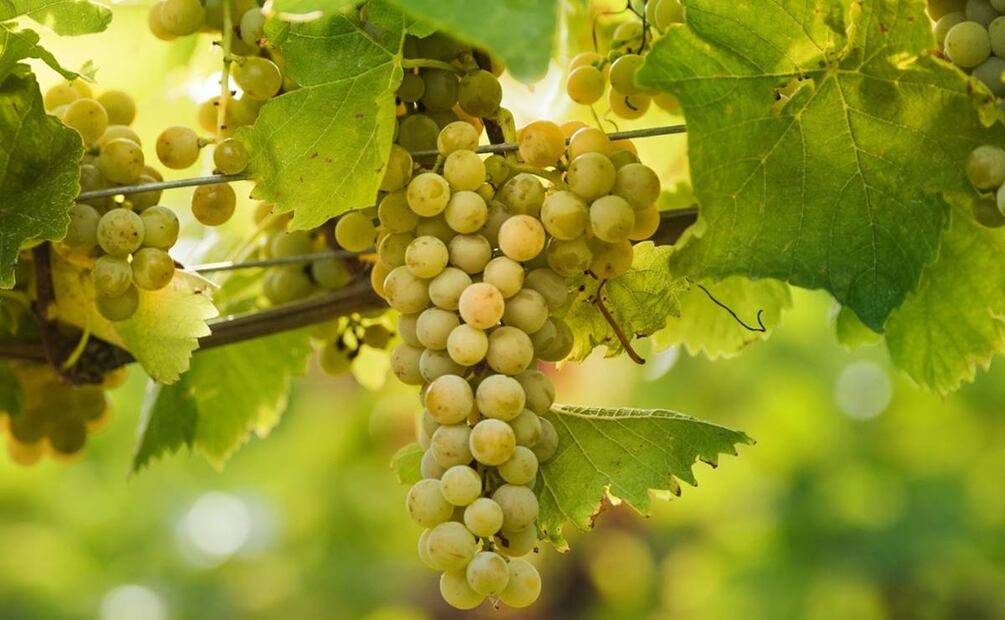 Vino austriaco. Foto: Austrian Wine