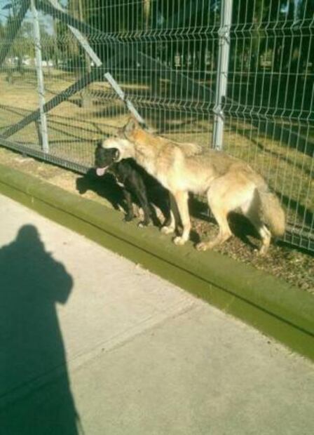 Lobo jugó con perros antes de ser asegurado en Aragón