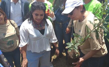 Proyectan plantar un millón de árboles con plan de reforestación en Iztapalapa