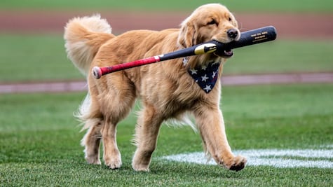 VIDEO: Él es Bruce, el perro Golden Retriever que debuta con Nacionales en MLB como recoge bates