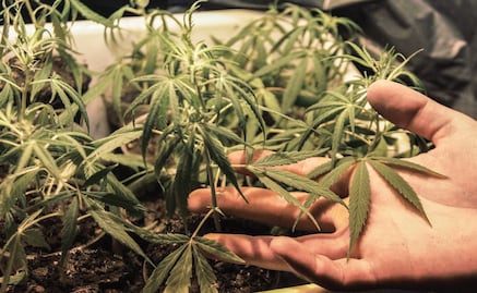 Recreational marijuana might be legal soon