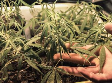 Recreational marijuana might be legal soon