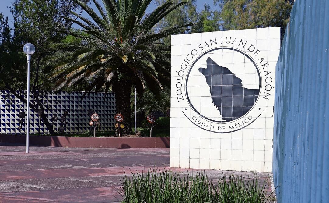 El Zoológico de San Juan de Aragón ha aportado 124 crías al programa de conservación del lobo mexicano. Foto: Berenice Fregoso | El Universal