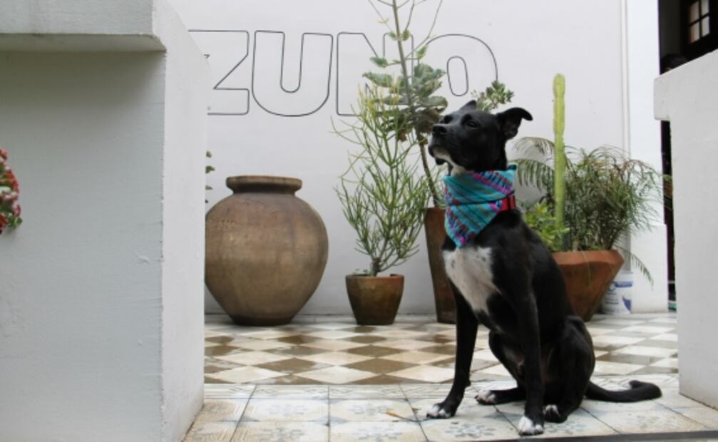 Guadalajara pet-friendly: hoteles y restaurantes para viajar con tu perro
